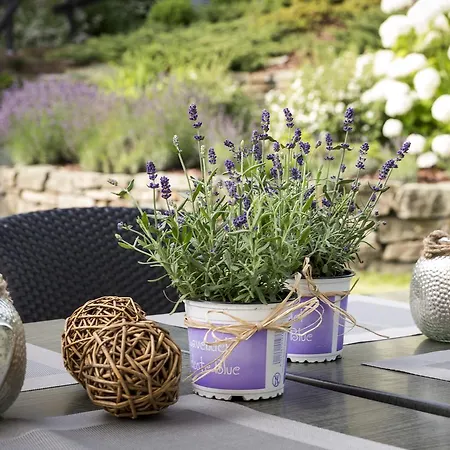 Apartament Simon's Oberwiesenthal